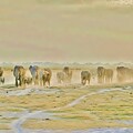 elephants